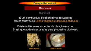 Energia Renovável
Biodiesel
Biomassa
É um combustível biodegradável derivado de
fontes renováveis (óleos vegetais e gorduras animais).
Existem diferentes espécies de oleaginosas no
Brasil que podem ser usadas para produzir o biodiesel:
Sebo Bovino Gordura Suína
 