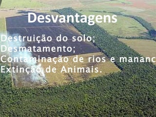 Desvantagens .Destruição do solo; .Desmatamento; .Contaminação de rios e mananciais; .Extinção de Animais.  