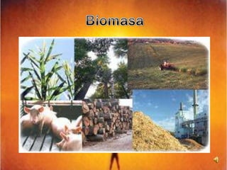Biomasa