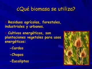 ¿Qué biomasa se utiliza? Residuos agrícolas, forestales, industriales y urbanos. Cultivos energéticos, son plantaciones vegetales para usos energéticos: -Cardos -Chopos -Eucaliptos 