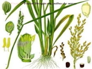 Fazer Biogás da palha de arroz 