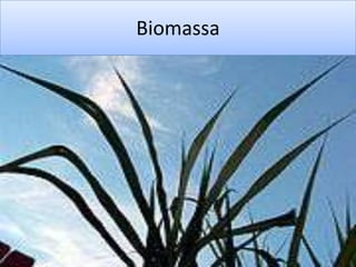 Biomassa