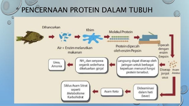 Energi Dalam Sistem Kehidupan