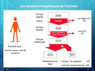 Les besoins énergétiques de l’homme
 