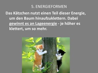 5. ENERGIEFORMEN
Das Kätzchen nutzt einen Teil dieser Energie,
um den Baum hinaufzuklettern. Dabei
gewinnt es an Lageenergie - je höher es
klettert, um so mehr.
 