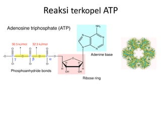 Reaksi terkopel ATP
 