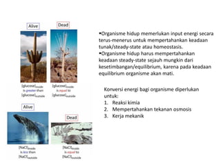 Organisme hidup memerlukan input energi secara
terus-menerus untuk mempertahankan keadaan
tunak/steady-state atau homeostasis.
Organisme hidup harus mempertahankan
keadaan steady-state sejauh mungkin dari
kesetimbangan/equilibrium, karena pada keadaan
equilibrium organisme akan mati.
Konversi energi bagi organisme diperlukan
untuk:
1. Reaksi kimia
2. Mempertahankan tekanan osmosis
3. Kerja mekanik
 