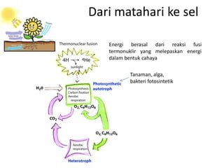 Dari matahari ke sel
Energi berasal dari reaksi fusi
termonuklir yang melepaskan energi
dalam bentuk cahaya
Tanaman, alga,
bakteri fotosintetik
 