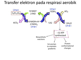Transfer elektron pada respirasi aerobik
 