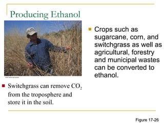 Producing Ethanol Crops such as sugarcane, corn, and switchgrass as well as agricultural, forestry and municipal wastes can be converted to ethanol. Switchgrass can remove CO 2  from the troposphere and store it in the soil. Figure 17-26 