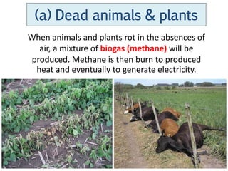 (a) Dead animals & plants
When animals and plants rot in the absences of
   air, a mixture of biogas (methane) will be
 produced. Methane is then burn to produced
  heat and eventually to generate electricity.
 