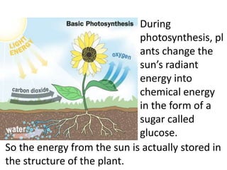 During
                             photosynthesis, pl
                             ants change the
                             sun’s radiant
                             energy into
                             chemical energy
                             in the form of a
                             sugar called
                             glucose.
So the energy from the sun is actually stored in
the structure of the plant.
 