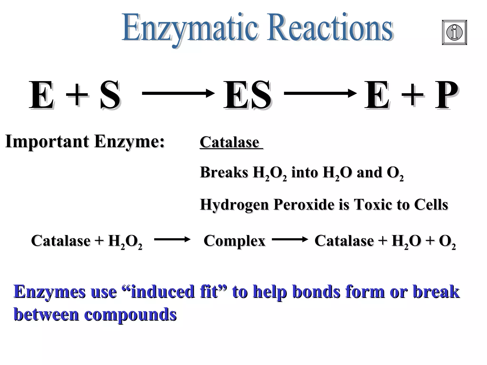 Enzymatic Reactions Important Enzyme: Catalase  Breaks H 2 O 2  into H 2 O and O 2 Hydrogen Peroxide is Toxic to Cells Enzymes use “induced fit” to help bonds form or break between compounds E + S  ES  E + P Catalase + H 2 O 2   Complex  Catalase + H 2 O + O 2 