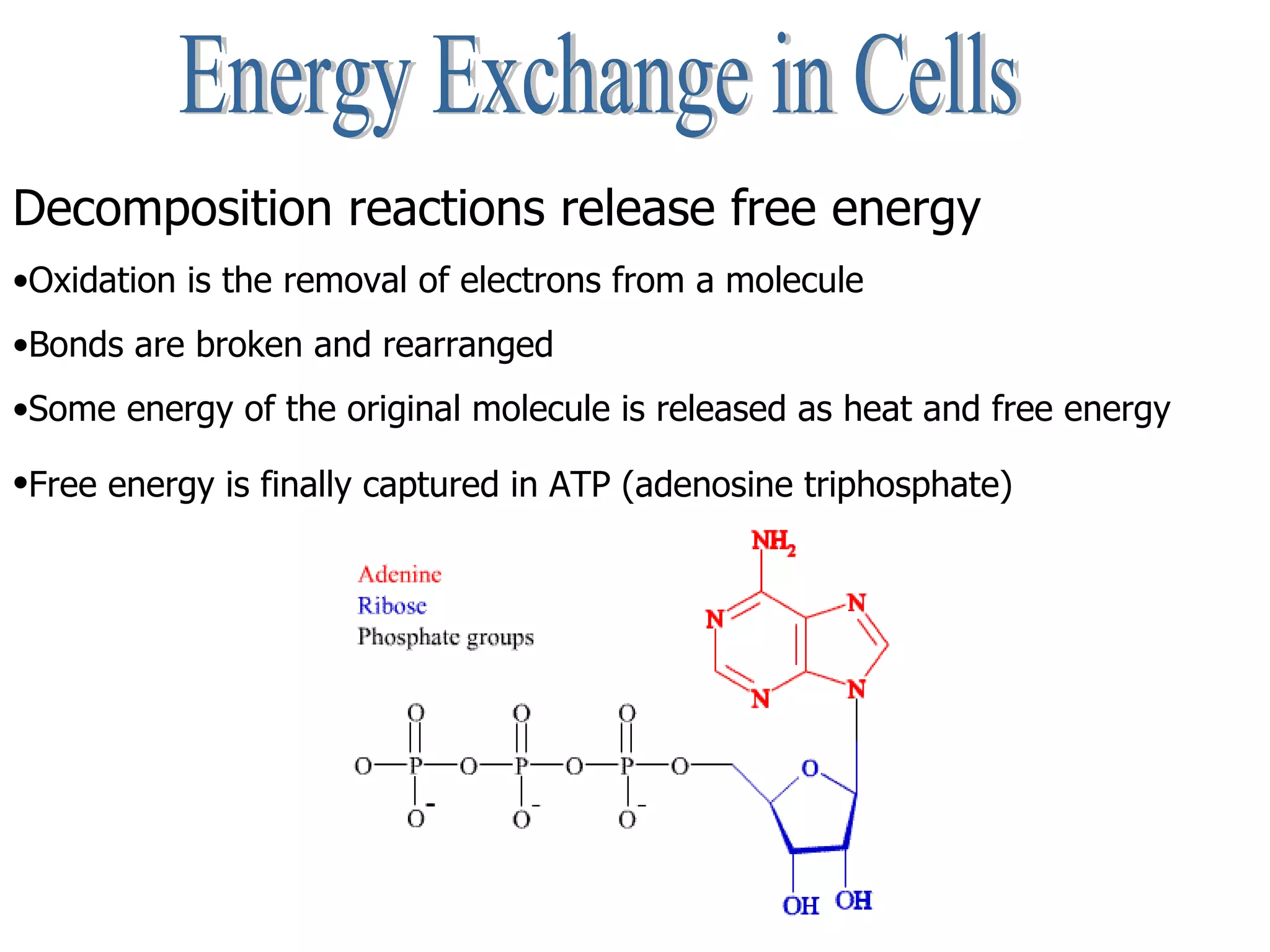 Energy Exchange in Cells Decomposition reactions release free energy Oxidation is the removal of electrons from a molecule Bonds are broken and rearranged Some energy of the original molecule is released as heat and free energy Free energy is finally captured in ATP (adenosine triphosphate)   