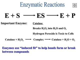 what is catalase: the enzyme that breaks down hydrogen... Energy and Organisms | PPT