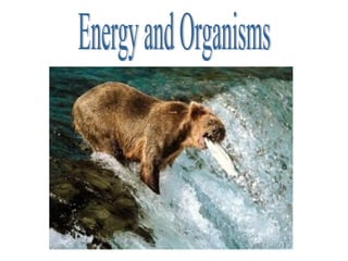 Energy and Organisms 