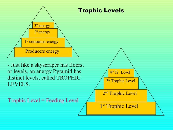 Energy Flow In Ecosystems