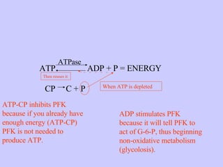 ATP  ADP + P = ENERGY ATPase CP  C + P When ATP is depleted Then reuses it ADP stimulates PFK because it will tell PFK to act of G-6-P, thus beginning non-oxidative metabolism (glycolosis). ATP-CP inhibits PFK because if you already have enough energy (ATP-CP) PFK is not needed to produce ATP. 
