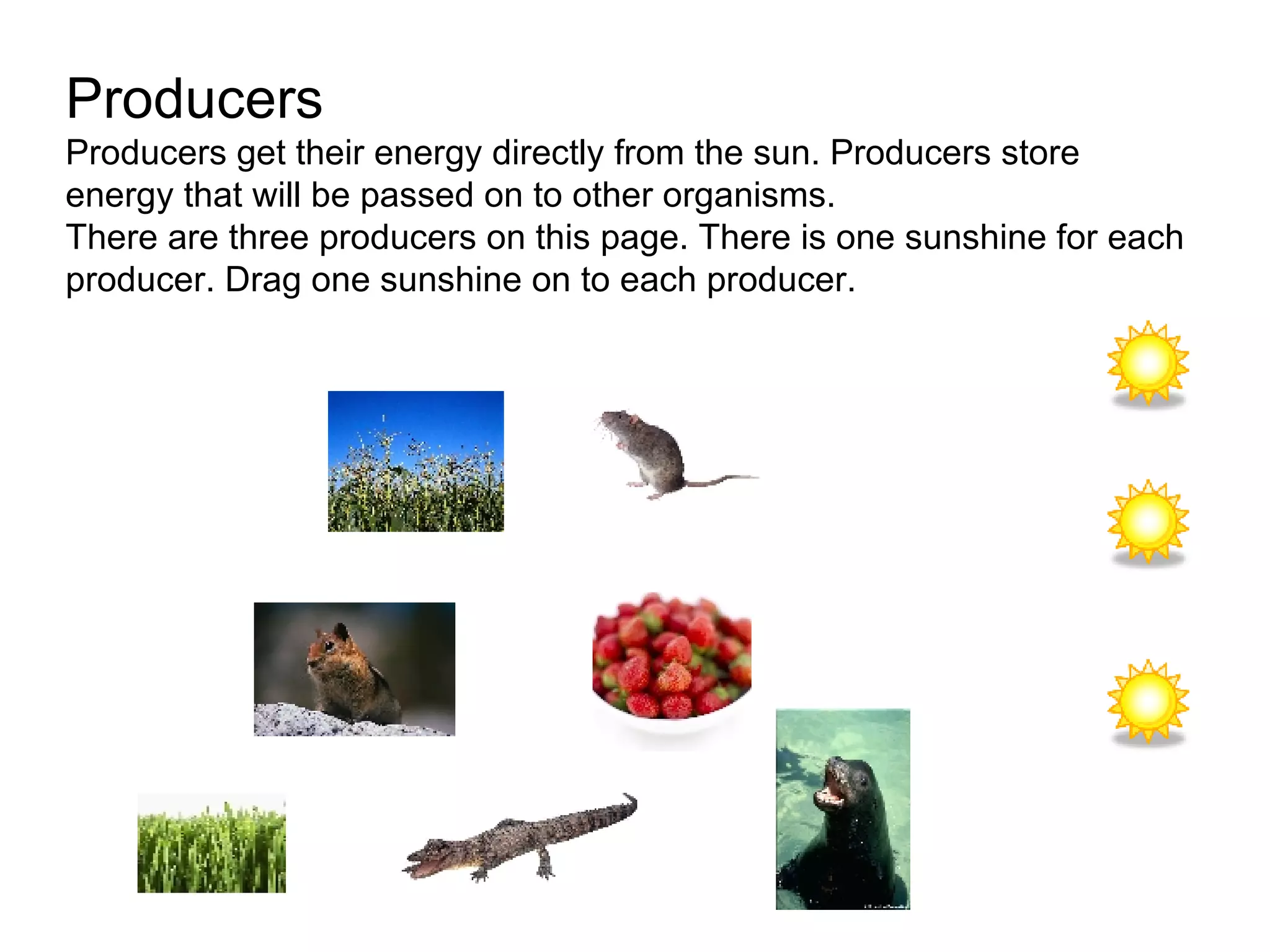 Producers Producers get their energy directly from the sun. Producers store energy that will be passed on to other organisms. There are three producers on this page. There is one sunshine for each producer. Drag one sunshine on to each producer.