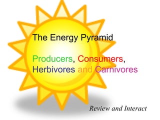 The Energy Pyramid Producers ,  Consumers ,  Herbivores   and   Carnivores Review and Interact 