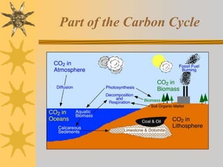 Part of the Carbon Cycle
 