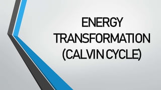 ENERGY
TRANSFORMATION
(CALVIN CYCLE)
 
