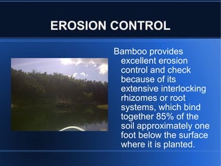 EROSION CONTROL
       Bamboo provides
        excellent erosion
        control and check
        because of its
        extensive interlocking
        rhizomes or root
        systems, which bind
        together 85% of the
        soil approximately one
        foot below the surface
        where it is planted.
 