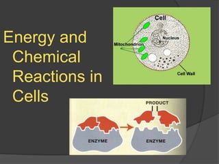 Energy and Chemical Reactions in Cells 