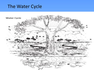 The Water Cycle
 