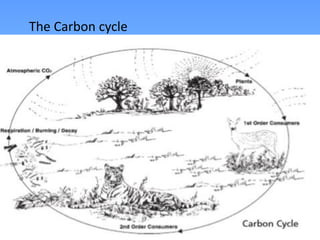 The Carbon cycle
 