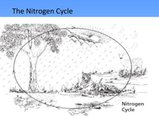 The Nitrogen Cycle
 