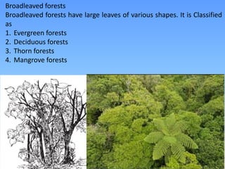 Broadleaved forests
Broadleaved forests have large leaves of various shapes. It is Classified
as
1. Evergreen forests
2. Deciduous forests
3. Thorn forests
4. Mangrove forests
 