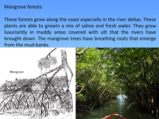 Mangrove forests
These forests grow along the coast especially in the river deltas. These
plants are able to growin a mix of saline and fresh water. They grow
luxuriantly in muddy areas covered with silt that the rivers have
brought down. The mangrove trees have breathing roots that emerge
from the mud-banks.
 