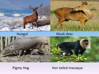 Hungul Musk deer
Pigmy Hog lion tailed macaque
 