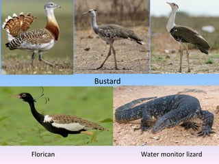 Bustard
Florican Water monitor lizard
 