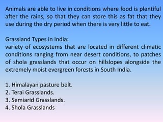Animals are able to live in conditions where food is plentiful
after the rains, so that they can store this as fat that they
use during the dry period when there is very little to eat.
Grassland Types in India:
variety of ecosystems that are located in different climatic
conditions ranging from near desert conditions, to patches
of shola grasslands that occur on hillslopes alongside the
extremely moist evergreen forests in South India.
1. Himalayan pasture belt.
2. Terai Grasslands.
3. Semiarid Grasslands.
4. Shola Grasslands
 