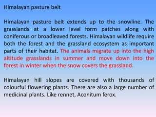 Himalayan pasture belt
Himalayan pasture belt extends up to the snowline. The
grasslands at a lower level form patches along with
coniferous or broadleaved forests. Himalayan wildlife require
both the forest and the grassland ecosystem as important
parts of their habitat. The animals migrate up into the high
altitude grasslands in summer and move down into the
forest in winter when the snow covers the grassland.
Himalayan hill slopes are covered with thousands of
colourful flowering plants. There are also a large number of
medicinal plants. Like rennet, Aconitum ferox.
 