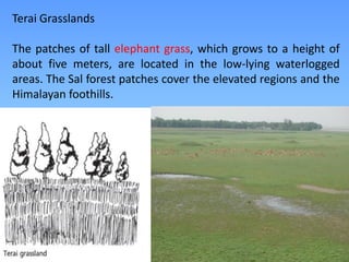Terai Grasslands
The patches of tall elephant grass, which grows to a height of
about five meters, are located in the low-lying waterlogged
areas. The Sal forest patches cover the elevated regions and the
Himalayan foothills.
 