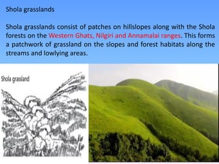 Shola grasslands
Shola grasslands consist of patches on hillslopes along with the Shola
forests on the Western Ghats, Nilgiri and Annamalai ranges. This forms
a patchwork of grassland on the slopes and forest habitats along the
streams and lowlying areas.
 