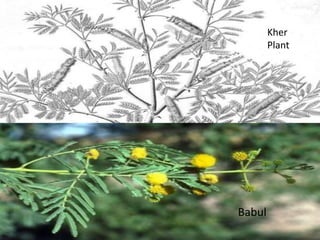 Kher
Plant
Babul
 
