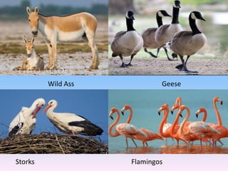 Wild Ass Geese
Storks Flamingos
 