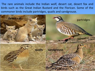 The rare animals include the Indian wolf, desert cat, desert fox and
birds such as the Great Indian Bustard and the Florican. Some of the
commoner birds include partridges, quails and sandgrouse.
partridgesdesert cat
quails sandgrouse
 