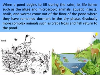 When a pond begins to fill during the rains, its life forms
such as the algae and microscopic animals, aquatic insects,
snails, and worms come out of the floor of the pond where
they have remained dormant in the dry phase. Gradually
more complex animals such as crabs frogs and fish return to
the pond.
 