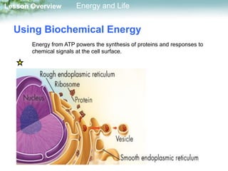 Energy and Life that covers the biology. | PDF