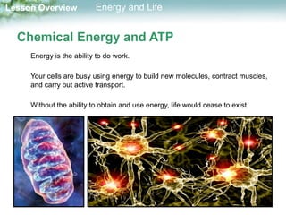 Energy and Life that covers the biology. | PDF