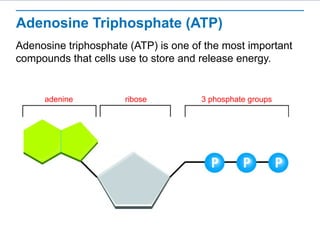 Energy and Life Slideshow: A T P , A D P, | PPT