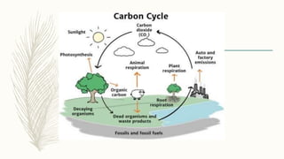 Natural Transfer Processes Examples Energy and nutrient transfer | PPTX