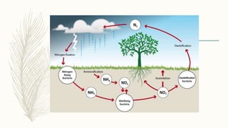 Natural Transfer Processes Examples Energy and nutrient transfer | PPTX