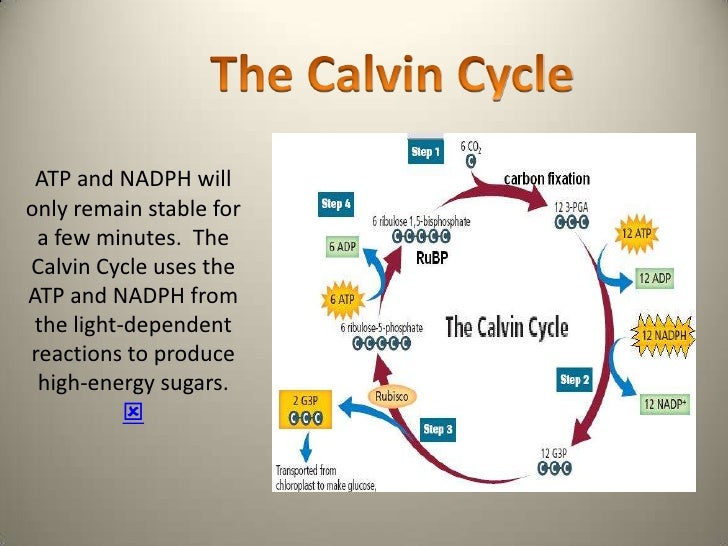 Energy and photosynthesis