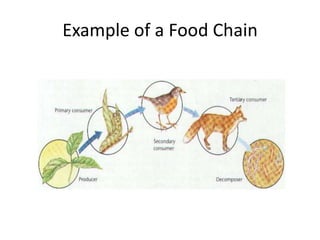 Example of a Food Chain

 